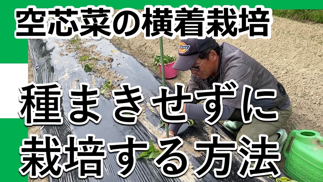 Water spinach cultivation] Buying seeds is too much! Lazy