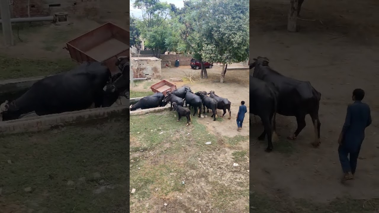 buffalos wants enjoy in water pond 