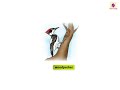 Birds | Now You Know Book B 🐦