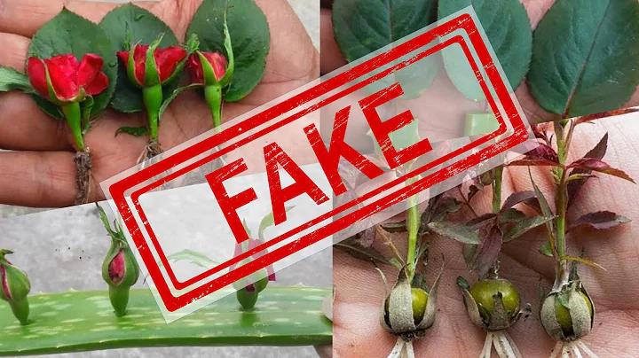 Professional Grower Exposes Fake Rose Propagation ...