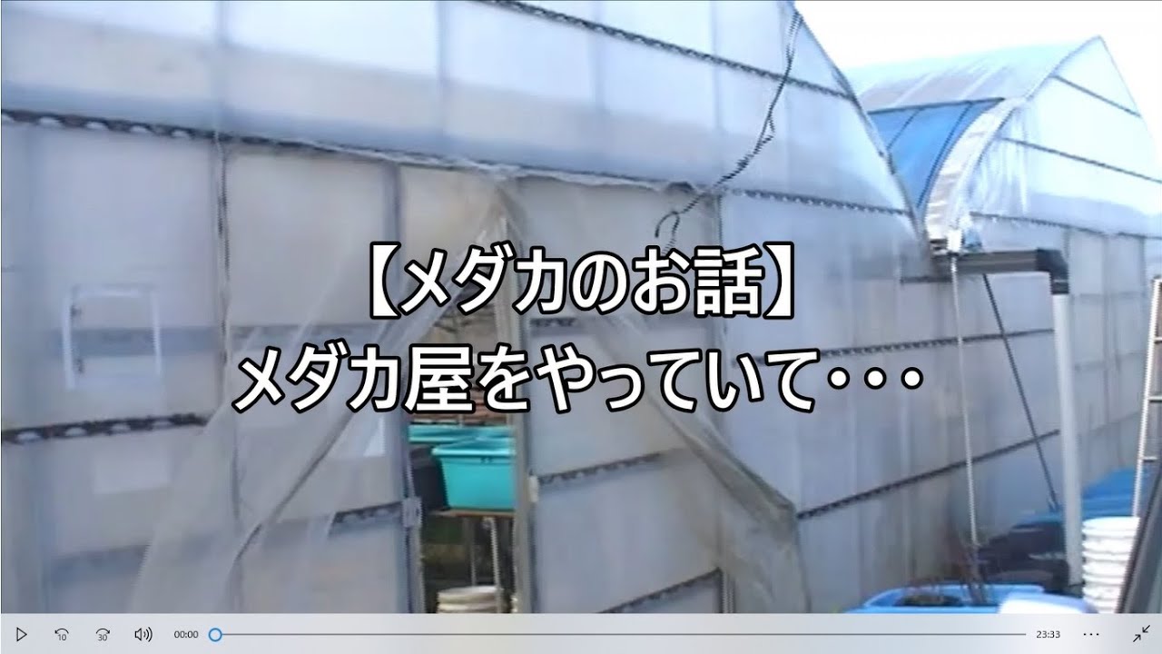 メダカのお話 メダカ屋をやっていて Youtube