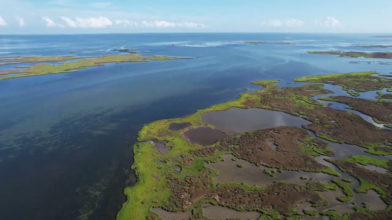 Striped Bass in the Grass Flats of Chesapeake Bay |