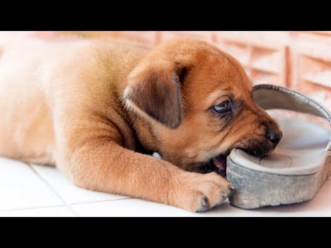 Video: Tipy na vytvorenie bezpečného domova pre vaše nespokojné šteňa