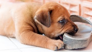 DIY Puppy Proofing: 7 Quick Tips to Pet Proof Your Home