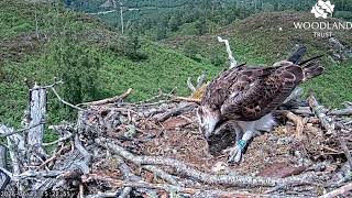 Aurora the Loch Arkaig Osprey grabs the first fish and departs leaving Garry in charge 23 Jun 2026