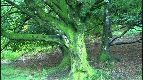 Lectio Divina Example