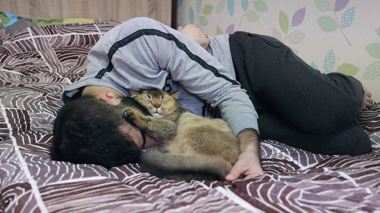 Heart Melting, Pirto the cat sleeping on my shoulder YouTube