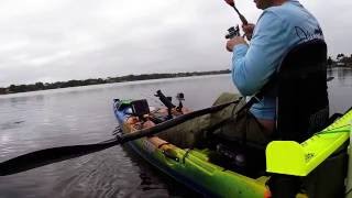Kayak fishing the sebastian river with dwayne vincent of elite
saltwater adventures, great guy, and a time was had. caught some lady
fish, snook, black...