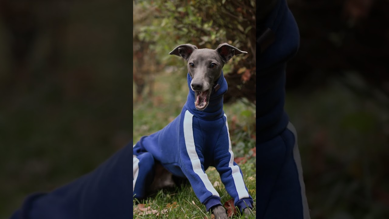 What is the world's fastest dog breed?