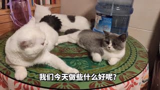 小猫咪偷吃西瓜的夏天 by 猫肥屋润 65 views 3 years ago 1 minute, 45 seconds