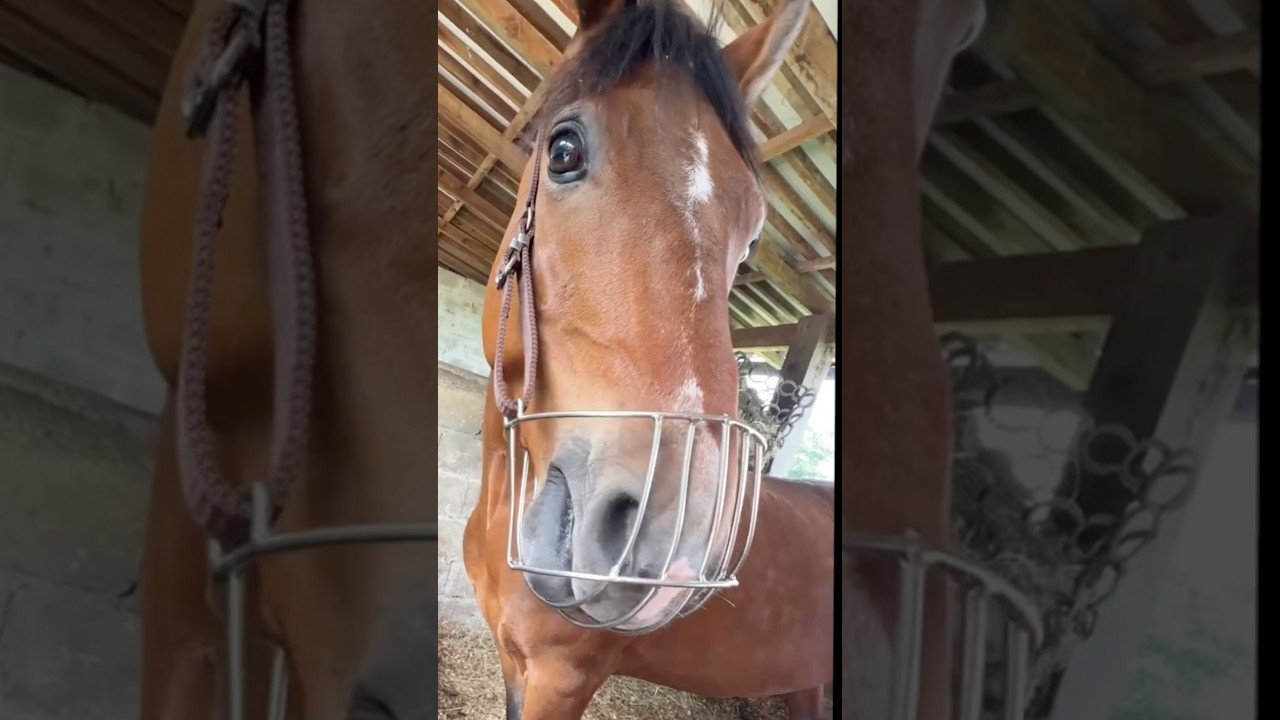 How To Stop Horses From Eating Air #goodtoknow #vet #medicine #funfacts #lifehacks #educational