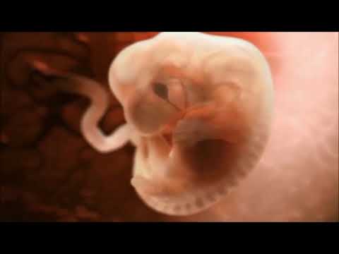 Βίντεο: Τι αλλαγή συμβαίνει κατά το πρώτο τρίμηνο της εγκυμοσύνης;