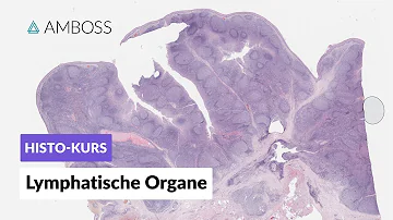 Welche lymphatischen Organe gibt es?