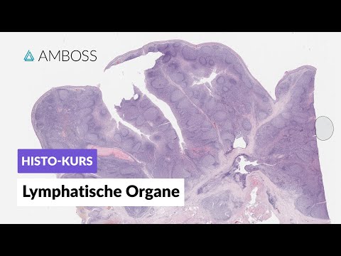 Histologie Lymphatische Organe (Lymphknoten, Milz, Tonsillen, GALT, Thymus) - AMBOSS Video