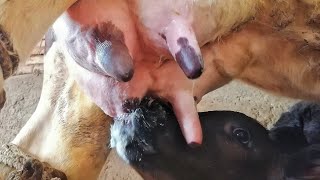 Take A Close Look At A Calf Drinking Its Mothers Milk