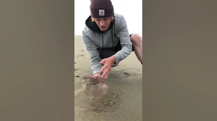 Picking Up A Huge Jellyfish And It Moves! #shorts - DayDayNews