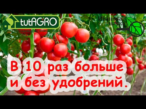 Завязей в 10 раз больше! Завяжутся все томаты и баклажаны. Урожай без пустоцвета. Обработка томата.