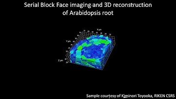 [Life] Serial Block Face imaging of Arabidopsis root