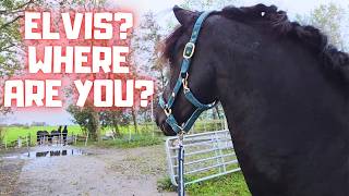 The Day After Elvis Left… How Is Saly Really Doing?💔The end for the fillies | Friesian Horses