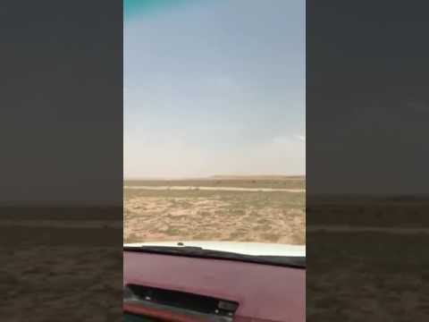 مطارده ذئب اسود نادر جدا جدا وخطير