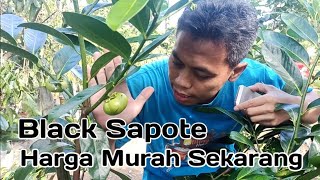 Black Sapote Buah Sawo Hitam Harga murah sekarang
