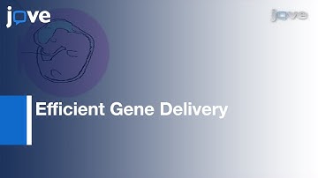 Efficient Gene Delivery: Multiple CNS Territories Using In Utero Electroporation l Protocol Preview