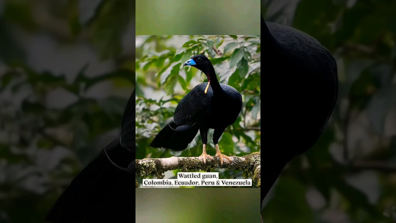 A threatened bird species | family cracidae | Scientifically Aburria aburri 