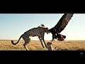 الفهد الأم تقاوم ضد النسر لإنقاذ شبلها إنقاذ حيوانات حياة برية الفهد الأم تقاوم ضد النسر لإنقاذ شبلها إنقاذ حيوانات حياة برية