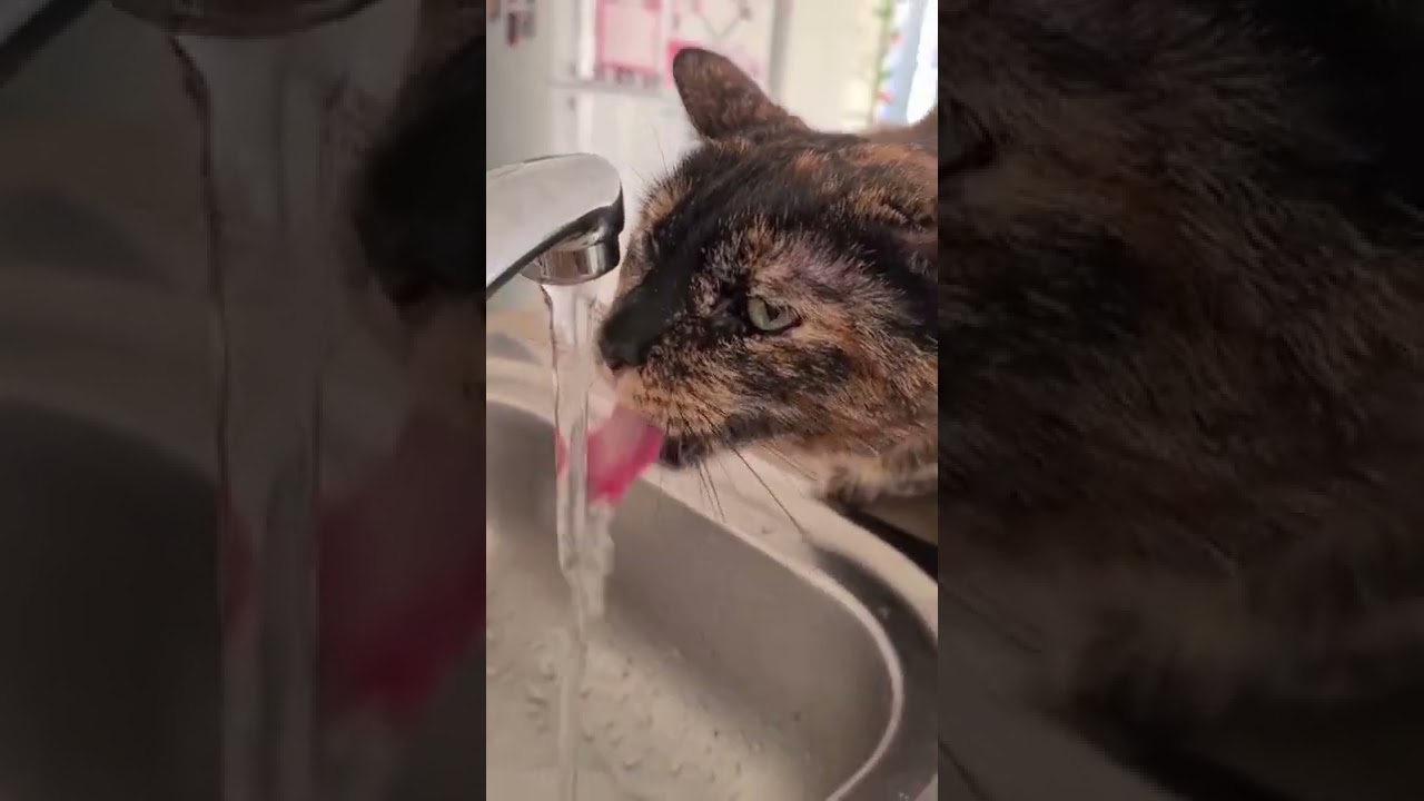 jasminfoxe | Super pretty girl HOT GIRL TIKTOK 2022 