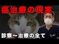 胸腔内にできたリンパ腫の猫