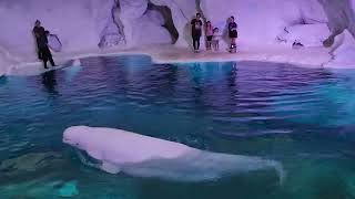 Wild Arctic  Enjoy a Walk through with special Holiday Twist Christmas  Celebration SeaWorld Orlando