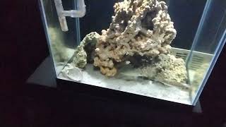 Sokar Baliği Balon Baliği