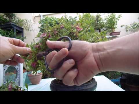 Vídeo: Com podar un bonsai: 7 passos (amb imatges)