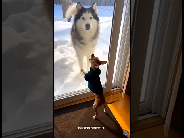 🐶 Sudden Peace Treaty 🏳️😂 갑작스런 평화 #funny #shorts #dog #dogshorts #laugh #reels #animals #humor