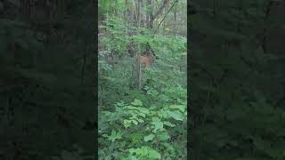 Bambi pt.2 #bambi # #cervo # #caprioli # #capriolo # #funnyanimalvideos # #shorts #