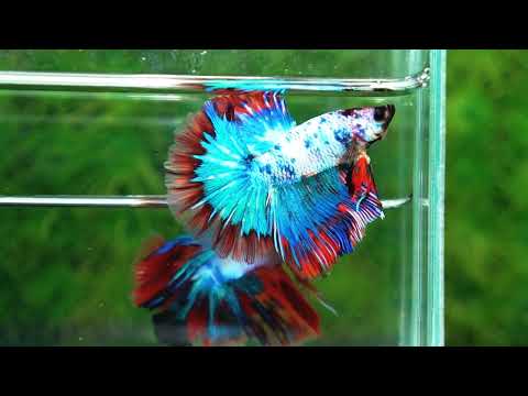 Betta fish Fancy Magical Red Blue Marble - nicebettathailand.com
