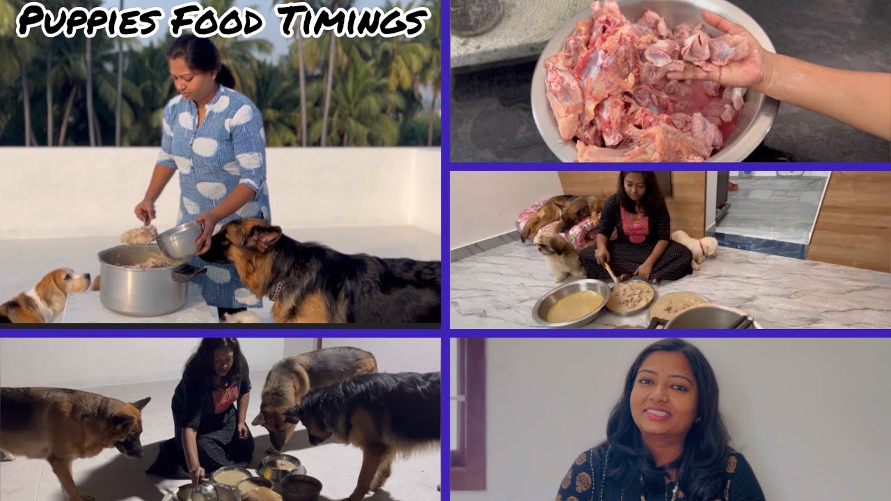 Dog Food Timings Dog Food Timings