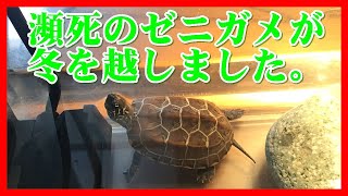 ゼニガメのカメ吉です。無事に冬を越して春を迎えます。#亀日記005