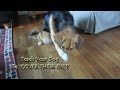 How To Teach Your Dog To 'COVER THEIR EYES' How To Teach Your Dog To 'COVER THEIR EYES'