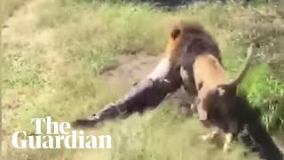 Lion mauls British wildlife park owner in South Africa