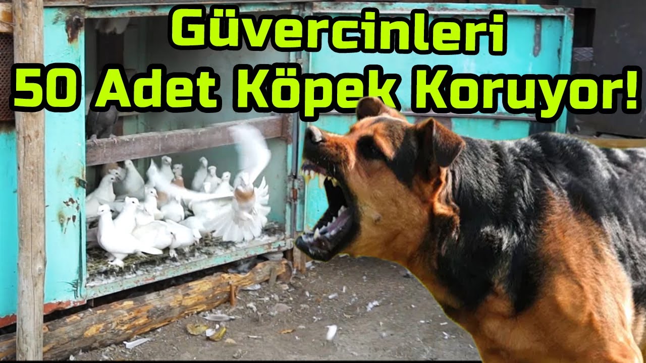 50 Kopegin Korudugu Guvercin Kumesi Isa Ekrem Cinar Kumes Ziyareti Ala Turkiye Youtube