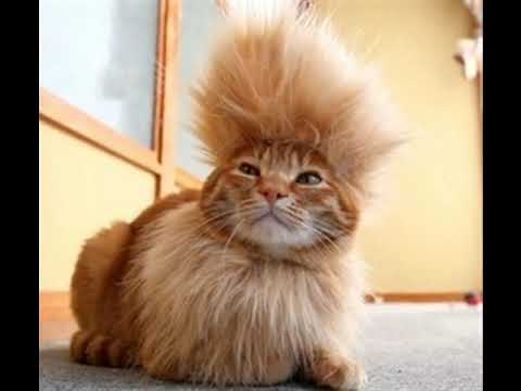 CATS RULE 2 