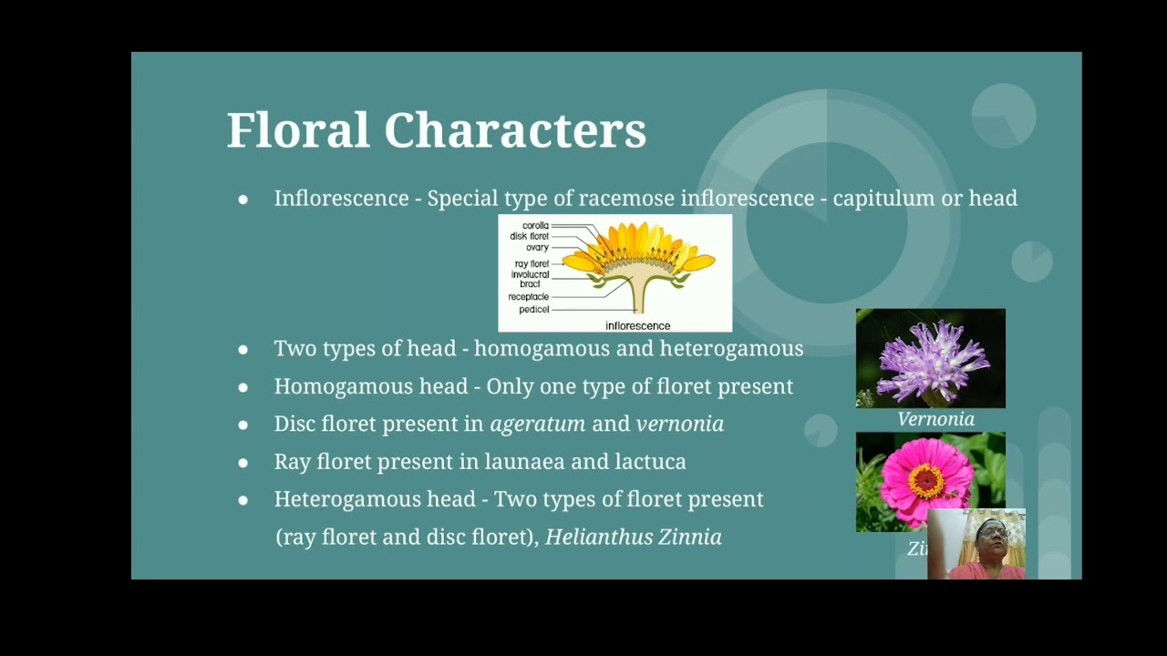 Family - Asteraceae (Compositae)