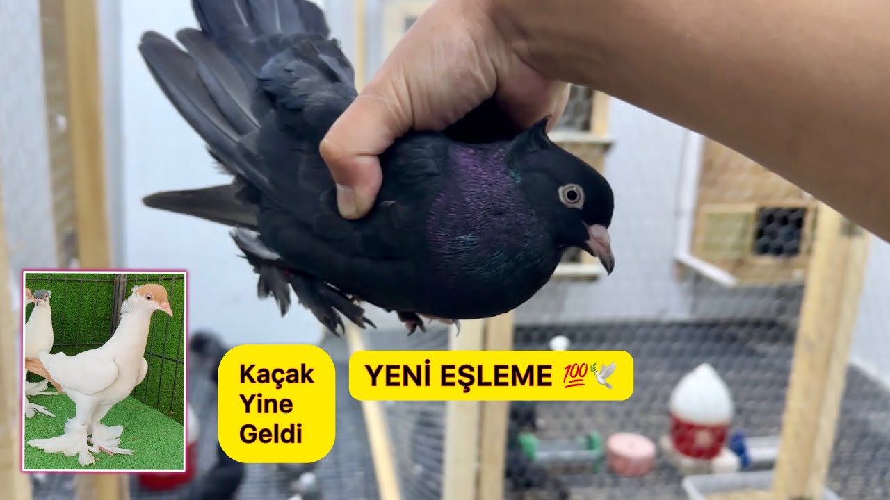 AYNI KAÇAK GÜVERCİN YİNE GELDİ 😄 YENİ EŞLEME YAPTIK💯 SAHİPLENDİRME GÖNDERİLDİ 🕊️ Taklacı Güvercin