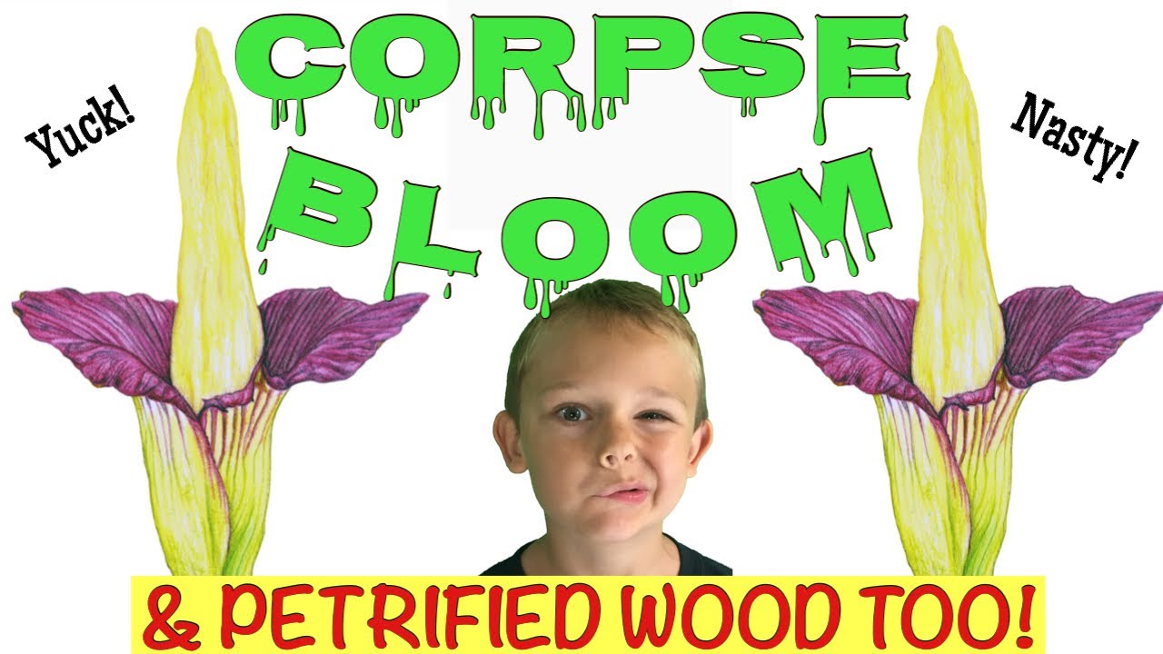 World's STINKIEST Flower YouTube