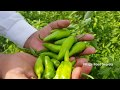 Hari Mirch ka Achaar Recipe | Green Chillies Pickle Recipe | Village Food Secrets
