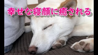 飼い主の傍に来て寝てくれる甘えん坊な柴犬ノン