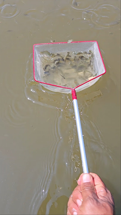 Cast a fishing net to catch fish