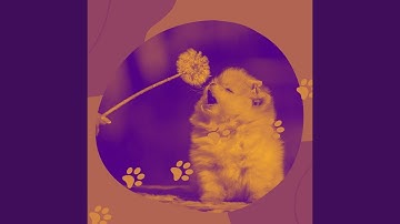 Pulsating Moods for Calming Your Dog