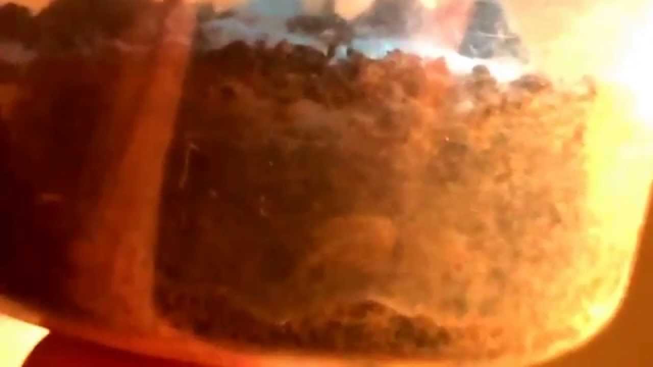 Rustic Wolf Spider Burrow